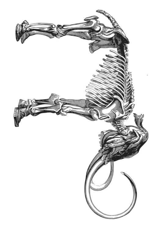 skelet mammoet