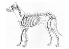 Kleurplaten skelet van hond