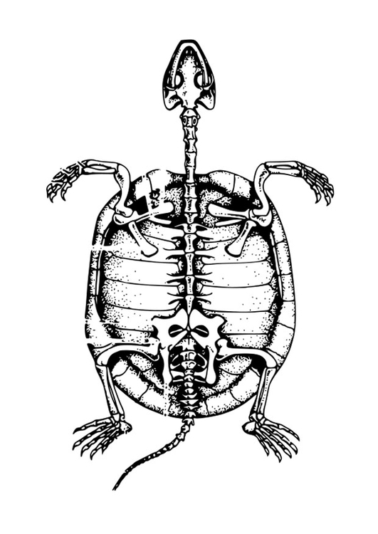 Kleurplaat skelet van schildpad