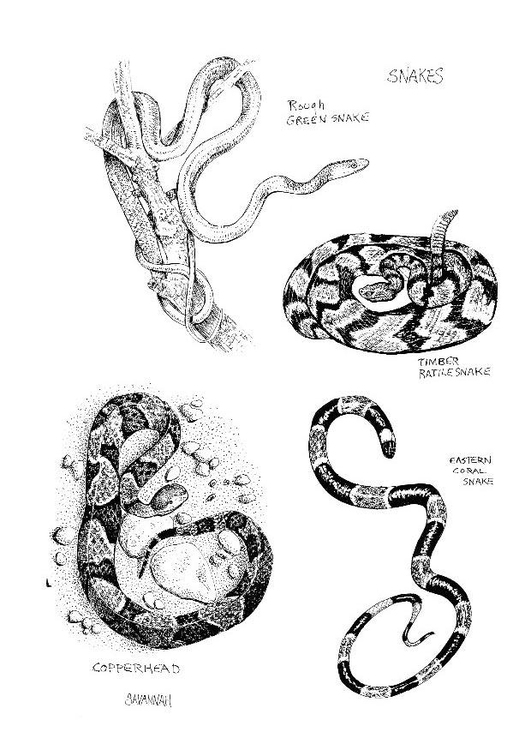 Kleurplaat slangen