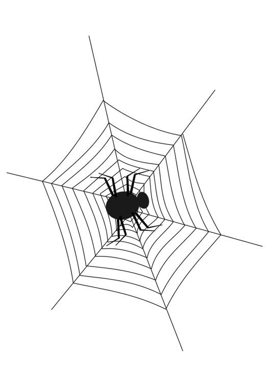 spinnenweb met spin