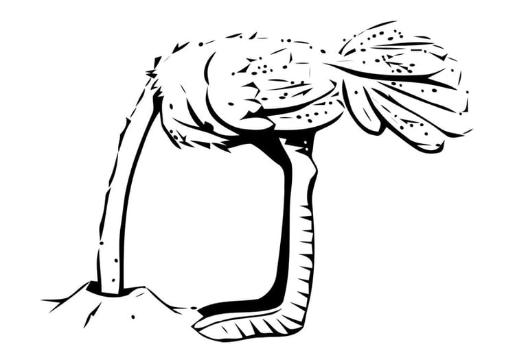 Kleurplaat struisvogel met kop in zand