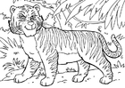 tijger