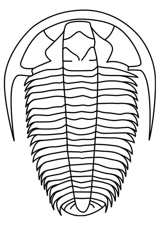 trilobiet
