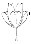 kleurplaat tulp