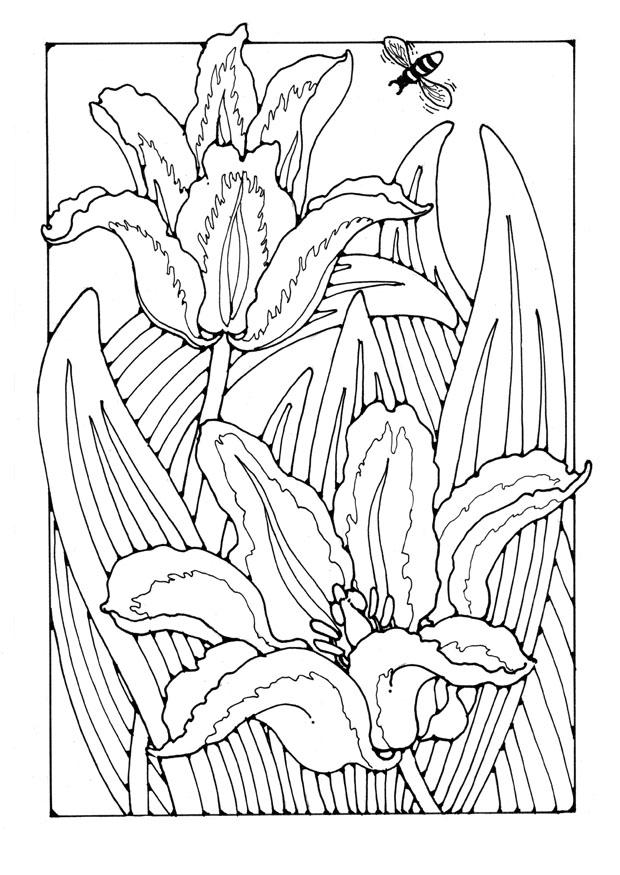 Kleurplaat tulpen