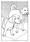 Kleurplaat twee honden