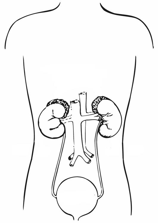 urinestelsel