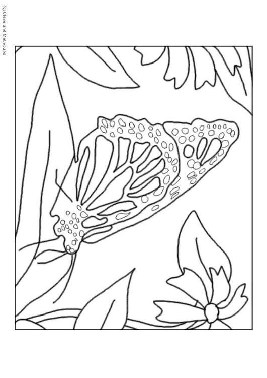 vlinder