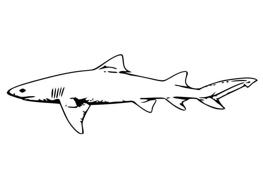 Kleurplaat vis - haai