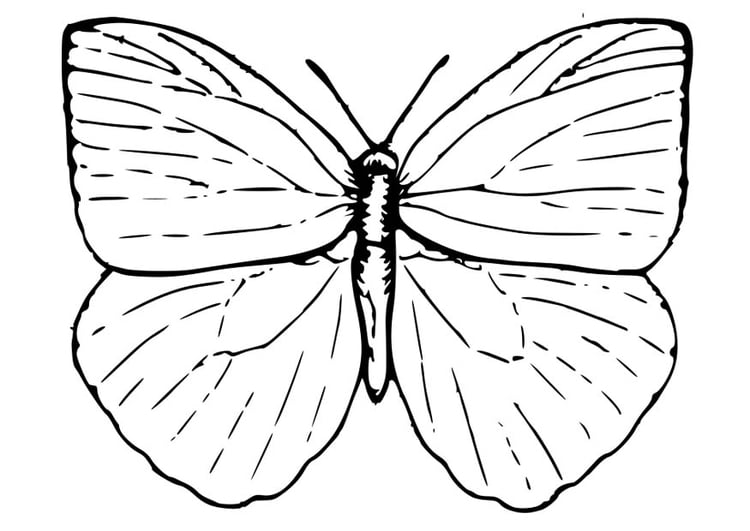 Kleurplaat vlinder