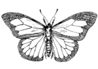 Kleurplaat vlinder