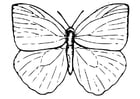 Kleurplaten vlinder