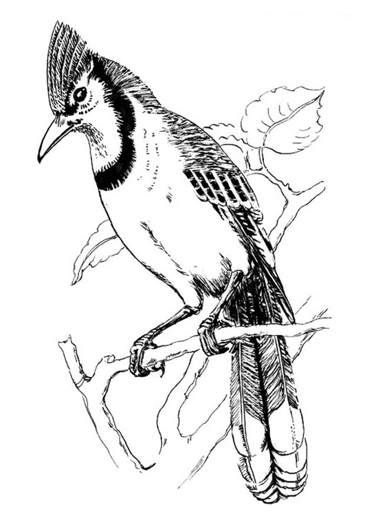 Kleurplaat vogel - blauwe gaai