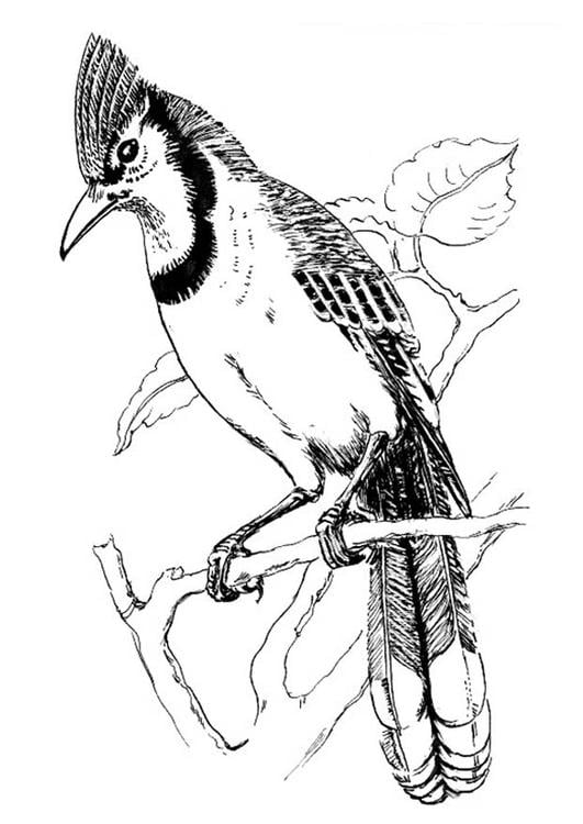 vogel - blauwe gaai