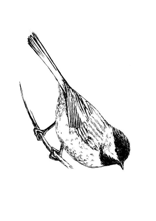 vogel - chikadee