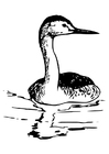 kleurplaat vogel - zwanenhalsfuut