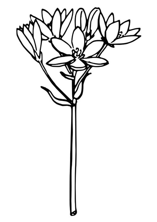 vogelmelk 