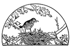 vogelnest