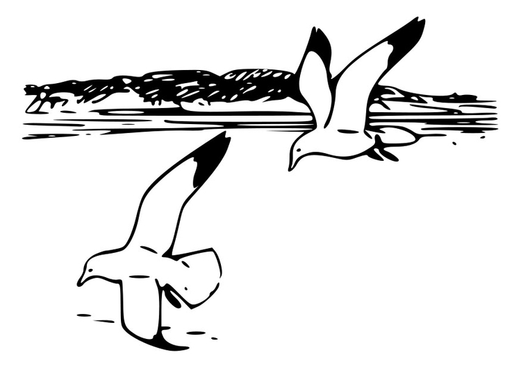 Kleurplaat vogels - zilvermeeuwen