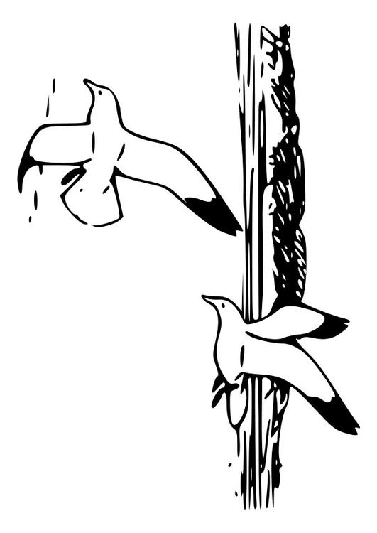 vogels - zilvermeeuwen