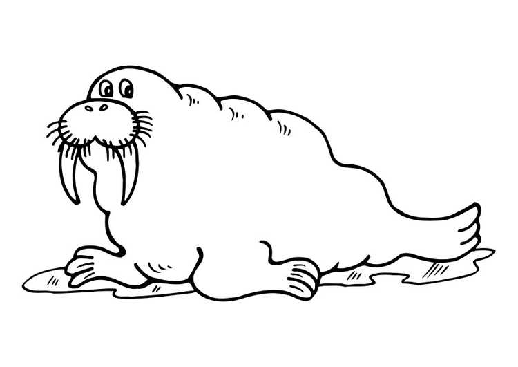 Kleurplaat walrus