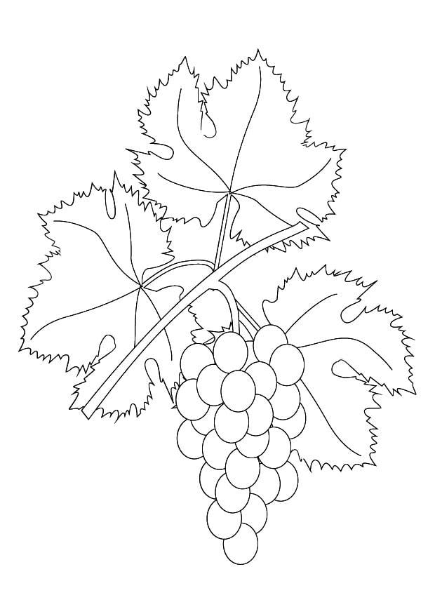 Kleurplaat wijnrank met druiven