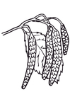 kleurplaat wilgenkatjes