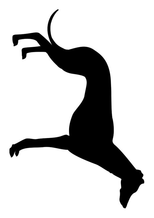 windhond