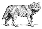 Kleurplaat wolf 
