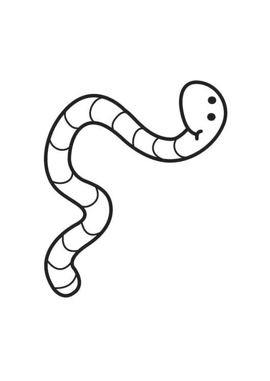 worm