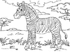 Kleurplaat zebra