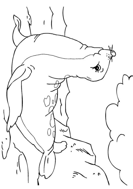 zeehond