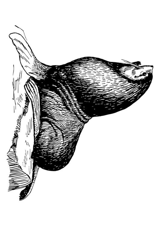 zeehond