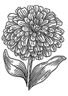 Kleurplaat zinnia