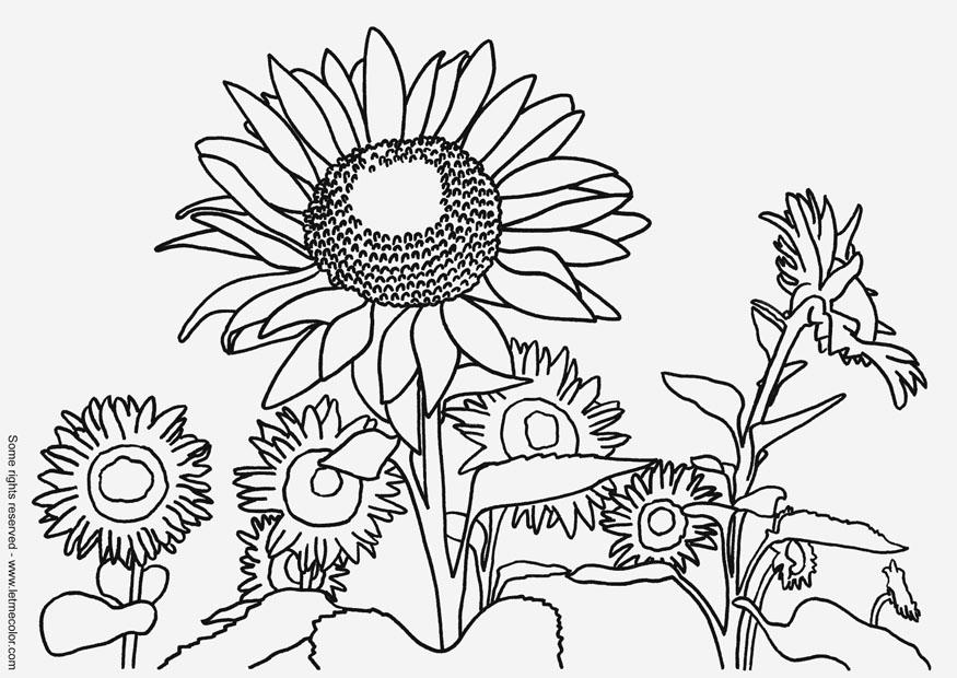 Kleurplaat zonnebloemen