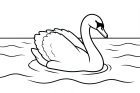 zwaan in het water
